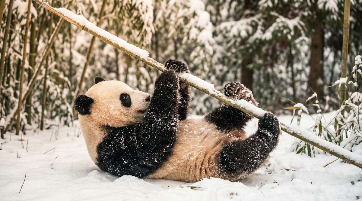 萝莉岛今日推荐熊猫视频