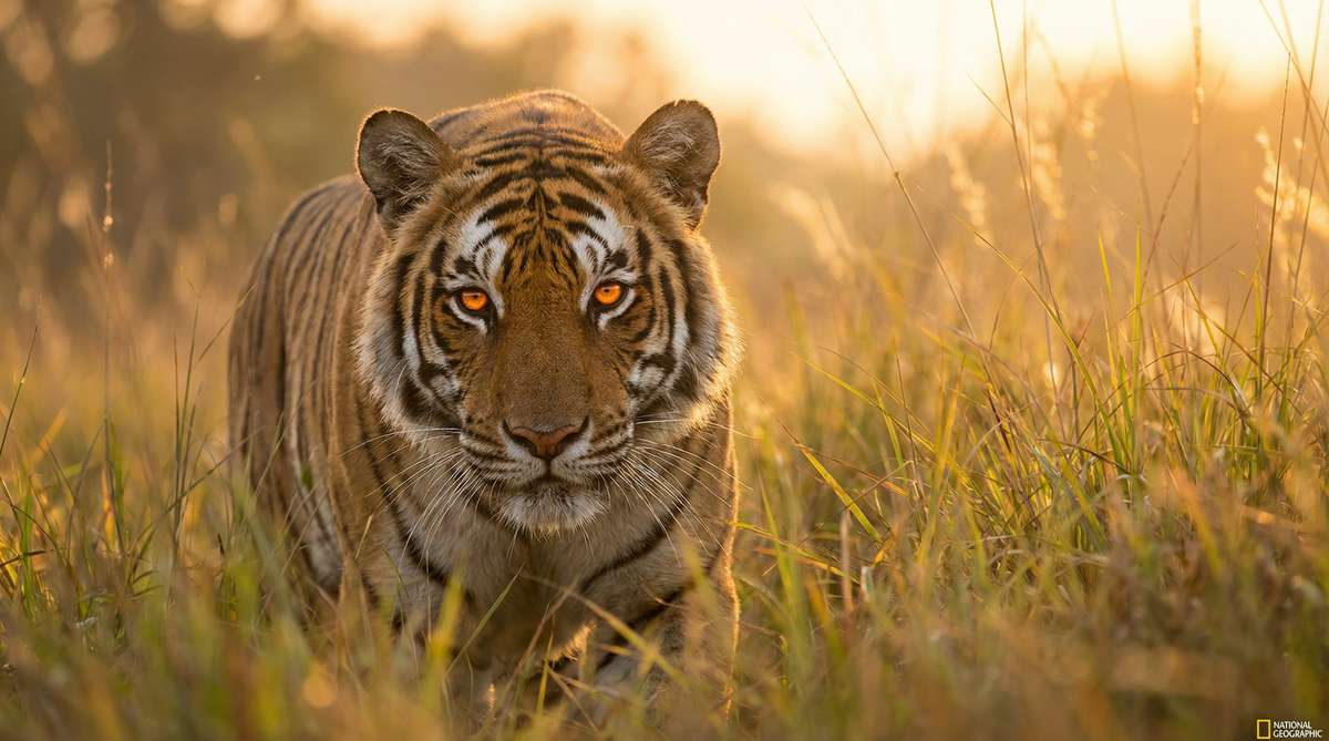 萝莉岛今日推荐老虎视频